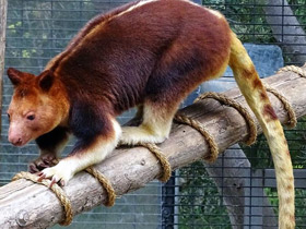 Фото Кенгуру Матчи