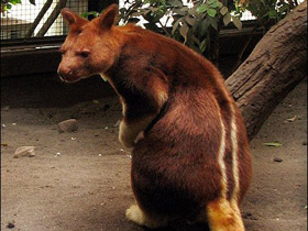 Фото Кенгуру Матчи