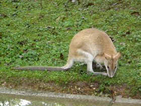 Фото Прыткий валлаби