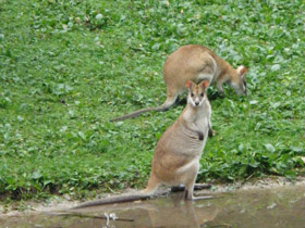 Фото Прыткий валлаби