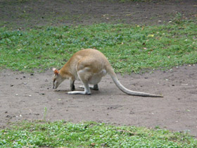 Фото 10 интересных фактов о кенгуру