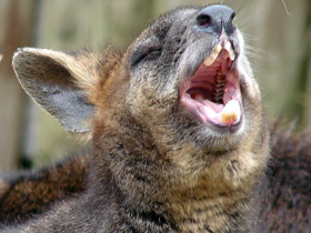 Болотный валлаби