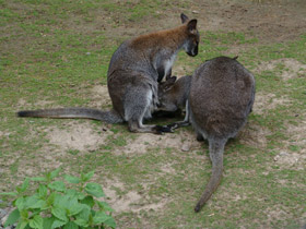 Смотреть фото Рыже-серый валлаби Фото Рыже-серый валлаби