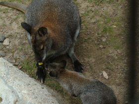 Смотреть фото Рыже-серый валлаби Фото Рыже-серый валлаби