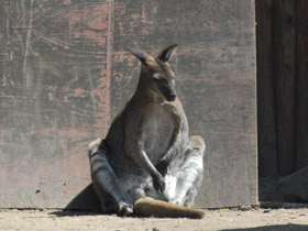 Фото Большой рыжий кенгуру