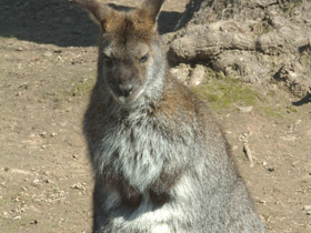 Фото Большой рыжий кенгуру