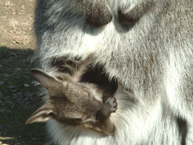 Фото Большой рыжий кенгуру