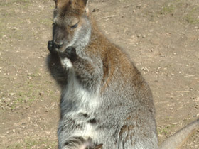 Большой рыжий кенгуру