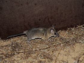 Фото Домовый оппосум