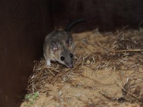 Фото Домовый оппосум