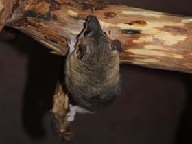 Фото Домовый оппосум