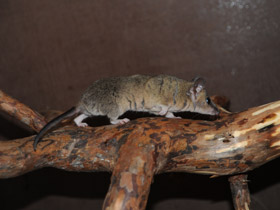 Фото Домовый оппосум