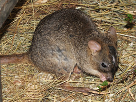 Фото Карликовый кенгуру