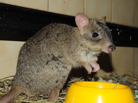 Фото Карликовый кенгуру