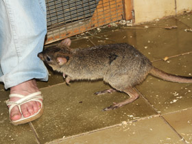 Фото Карликовый кенгуру