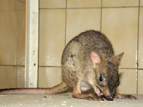 Фото Карликовый кенгуру