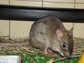 Фото Карликовый кенгуру