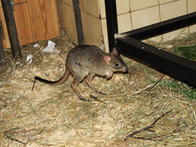 Фото Карликовый кенгуру