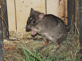 Фото Карликовый кенгуру