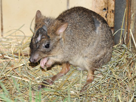 Фото Карликовый кенгуру