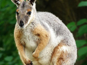 Фото Кольцехвостый кенгуру