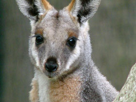 Фото Кольцехвостый кенгуру