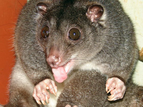 Одноцветный опоссум