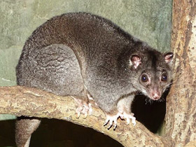 Фото Одноцветный опоссум