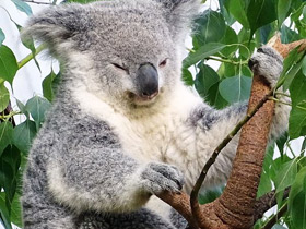Фото Коала