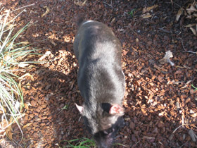 Фото Сумчатый дьявол