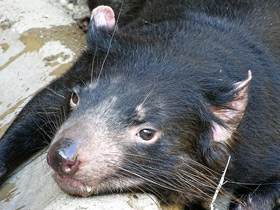 Фото Сумчатый дьявол