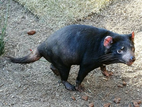 Фото Сумчатый дьявол