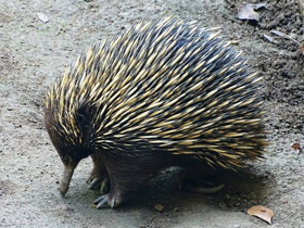 Австралийская ехидна