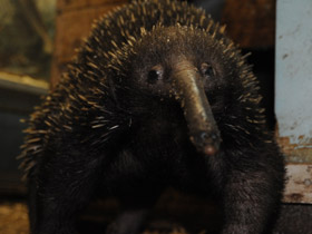 Фото Проехидна Бруийна