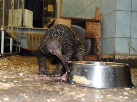 Фото Проехидна Бруийна