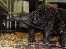 Фото Проехидна Бруийна