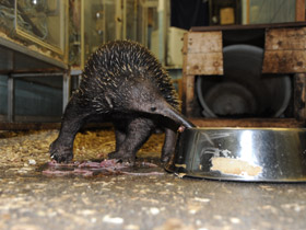 Фото Проехидна Бруийна