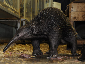 Фото Проехидна Бруийна
