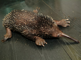 Фото Проехидна Бруийна