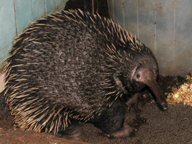 Смотреть фото Ехидна и проехидна: осколки ископаемой фауны Фото Ехидна и проехидна: осколки ископаемой фауны