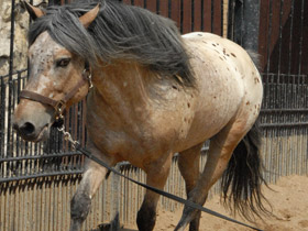 Фото Домашние лошади