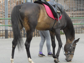 Фото Домашние лошади