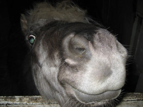 Домашние лошади