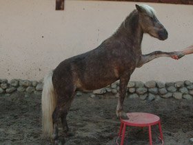 Фото Домашние лошади