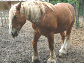 Фото Домашние лошади