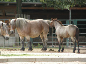 Фото Домашние лошади