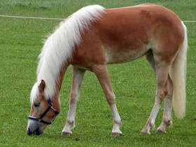 Фото Домашние лошади