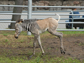 Фото Зебра Греви