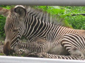 Фото Зебра Греви