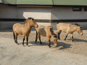 Фото Лошадь Пржевальского